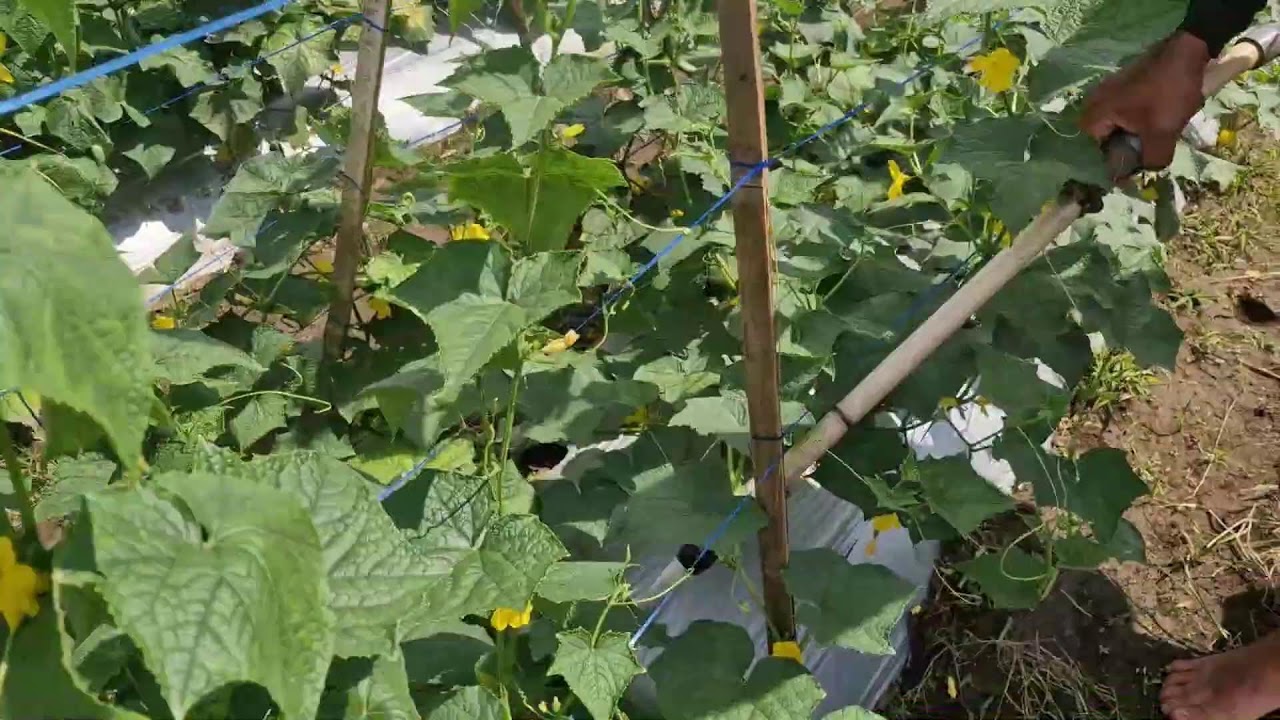 A GENIUS TRICK TO APPLY LIQUID FERTILIZER TO CUCUMBER PLANTS WITH CREATIVE TOOLS-Agriculture Farming