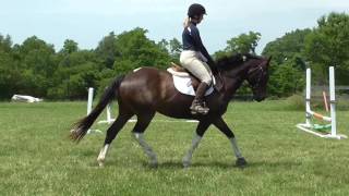 Inntrigue flatwork 6/10/16