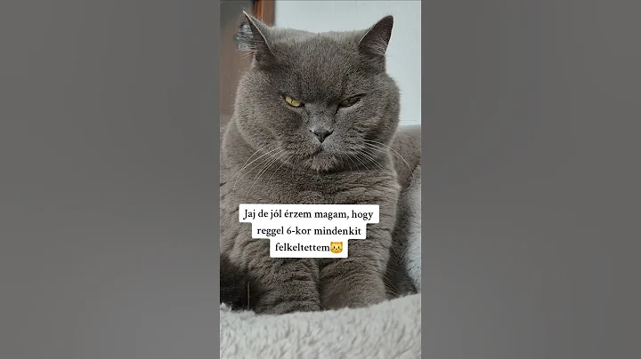 Video 11197971: britishshorthair cats catlover, britishshorthair catlover funny
