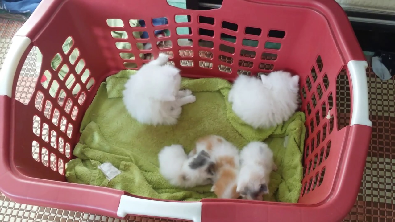 Anak kucing semiflat