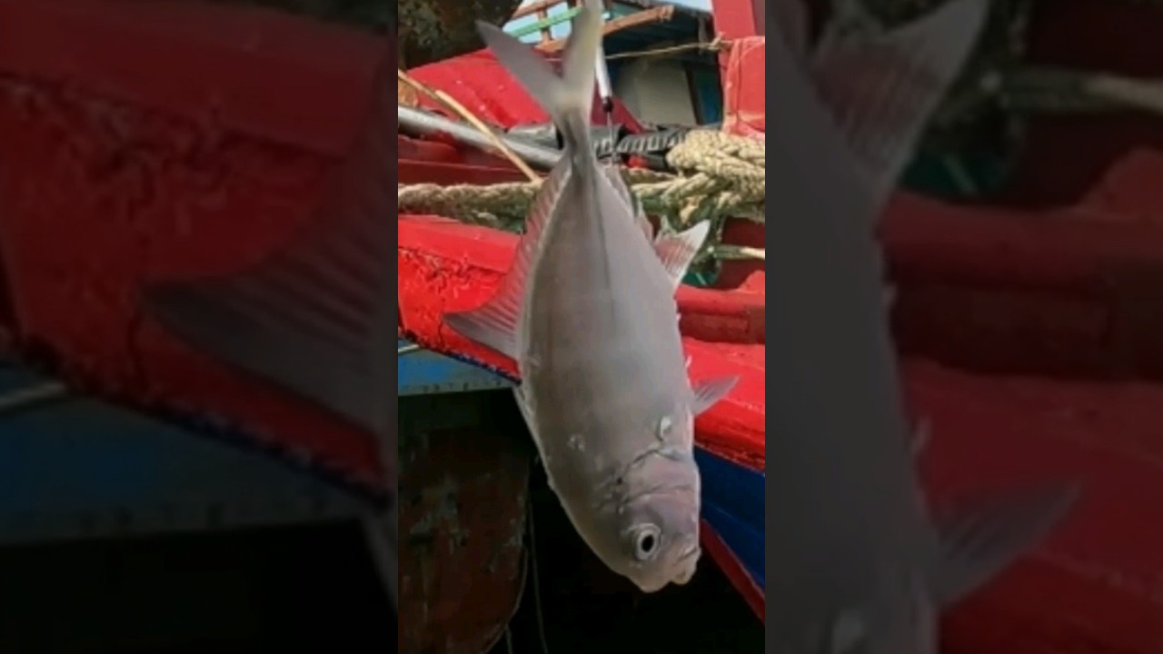 Nggak Sengaja Kena Ikan Ini / Mancing Umpan Tepung