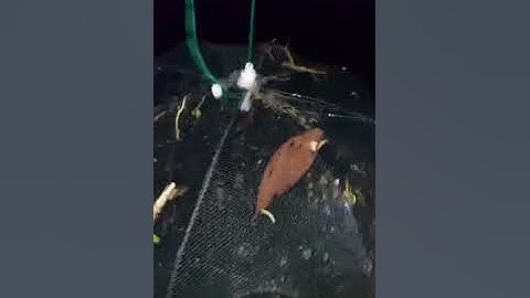 lồng bát quái 6 CỬA 8 CỬA 12 CỬA 16 CỬA Bắt Cá, Tôm, Cua, Lươn, Trạch  ZALO 0971669963