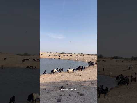 रेगिस्तान की गर्मी में तालाब का पानी पशुओं के लिए 💧#rajasthan #villagelife #shortsvideo #pani