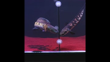 Thumbnail of channa auranti vs channa maru