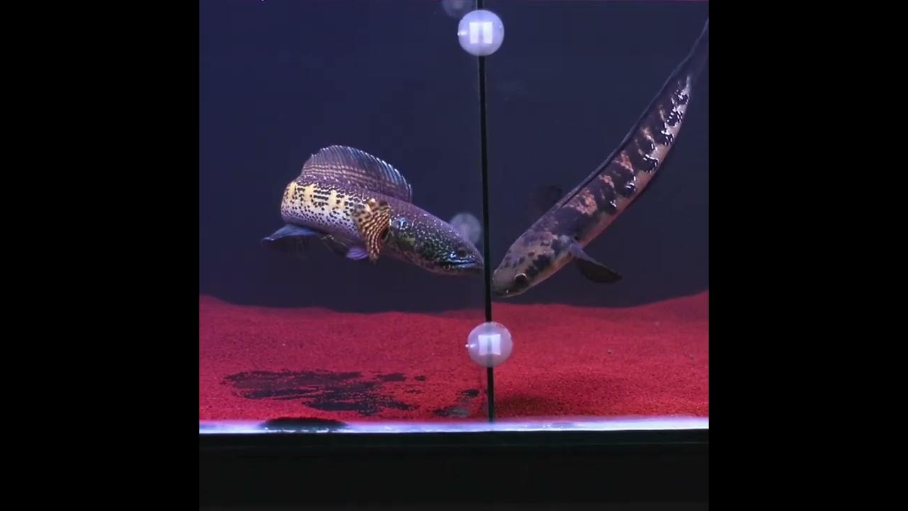 channa auranti vs channa maru