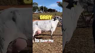 Gaay Ne Banaya World Record #shorts #claritosahil #cow