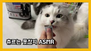 고양이 츄르 더 먹고 싶을때 반응 by 써니포캣 sunny4cats 142 views 2 years ago 2 minutes, 31 seconds