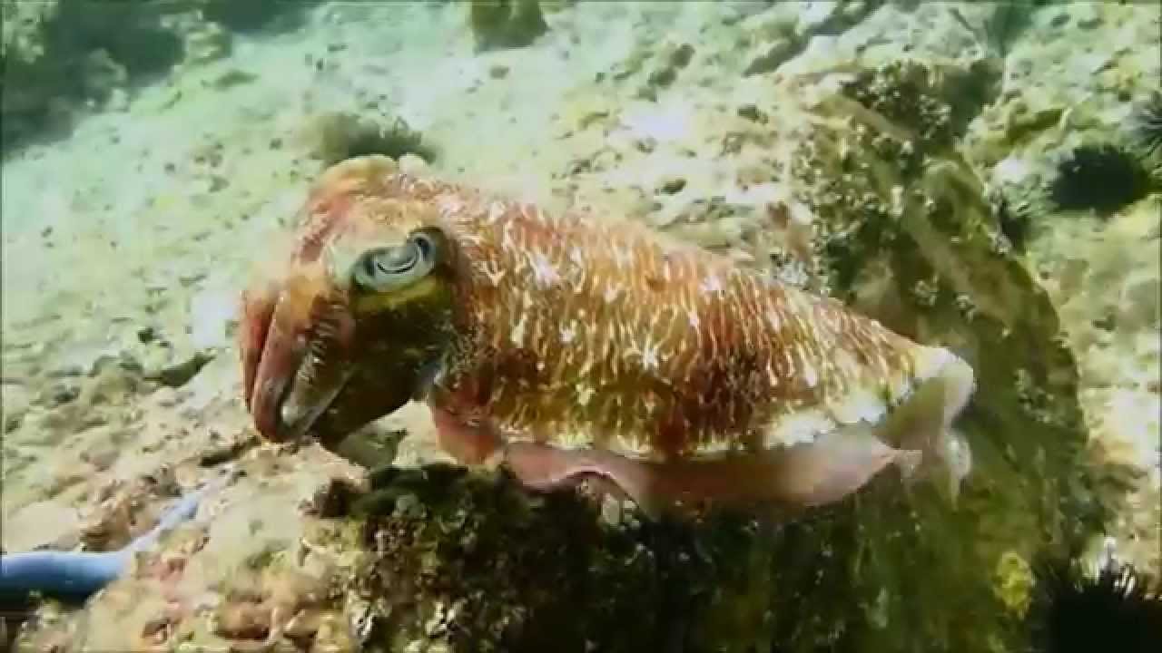 Scuba Diving in Bida Islands | Krabi - Thailand