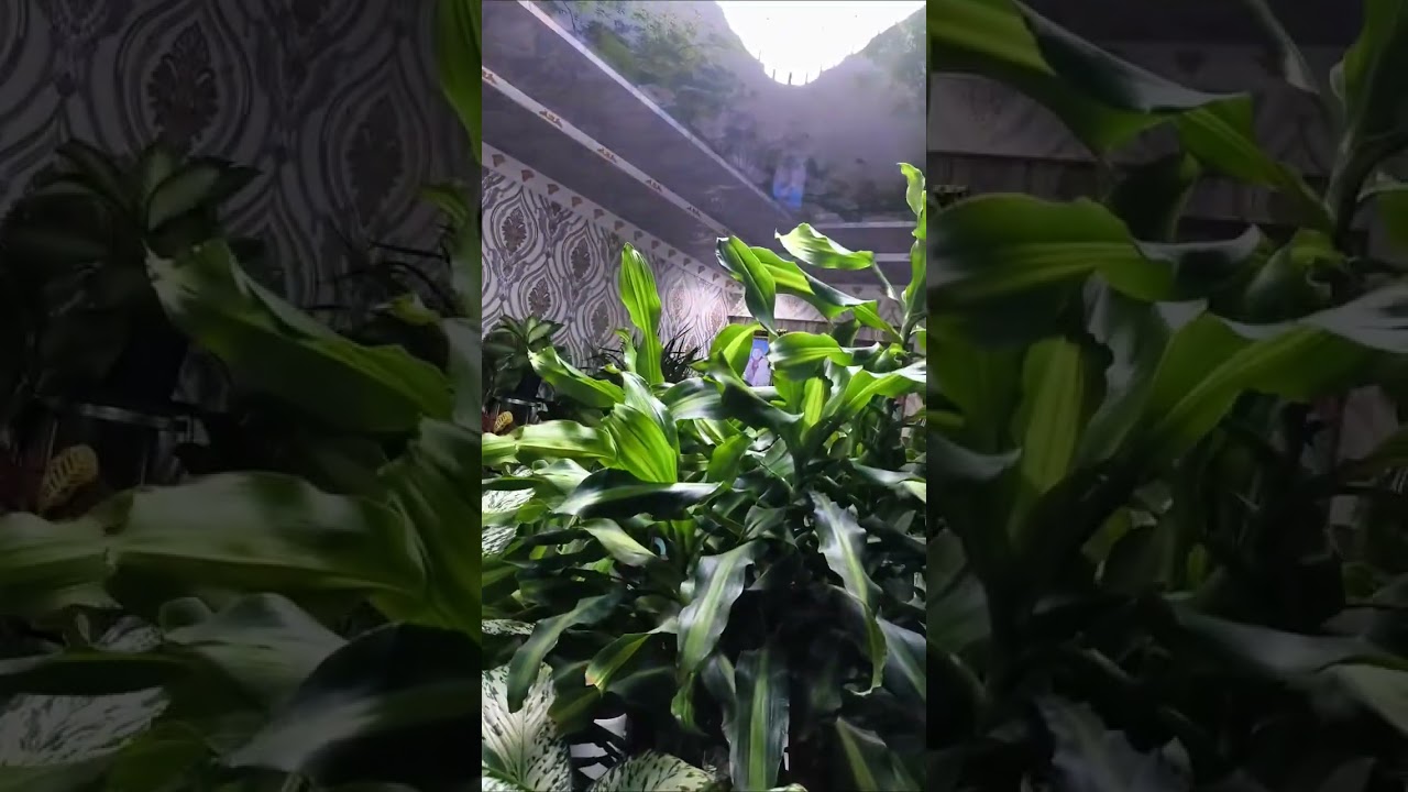 СИЗ учун керак буладиган маслахатлар.........  #plants #flovers #garden 