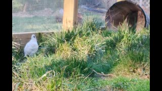 Freerange Quail Aviary Farm Update: Quail monitoring & flock safety + some random quail-facts