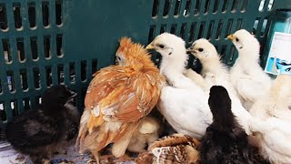 My chicken friend 'Mango' is attacked by baby chickens. So poor...