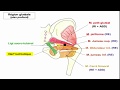 Appareil musculaire du membre infrieur