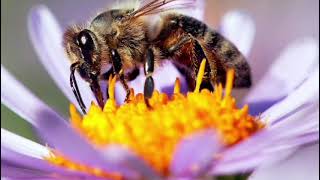World Bee Day | Hindustan Copper Limited screenshot 5
