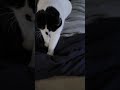 #cat