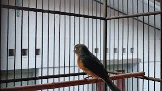 Pancingan Tledekan malas bunyi suara burung tledekan di pagi hari