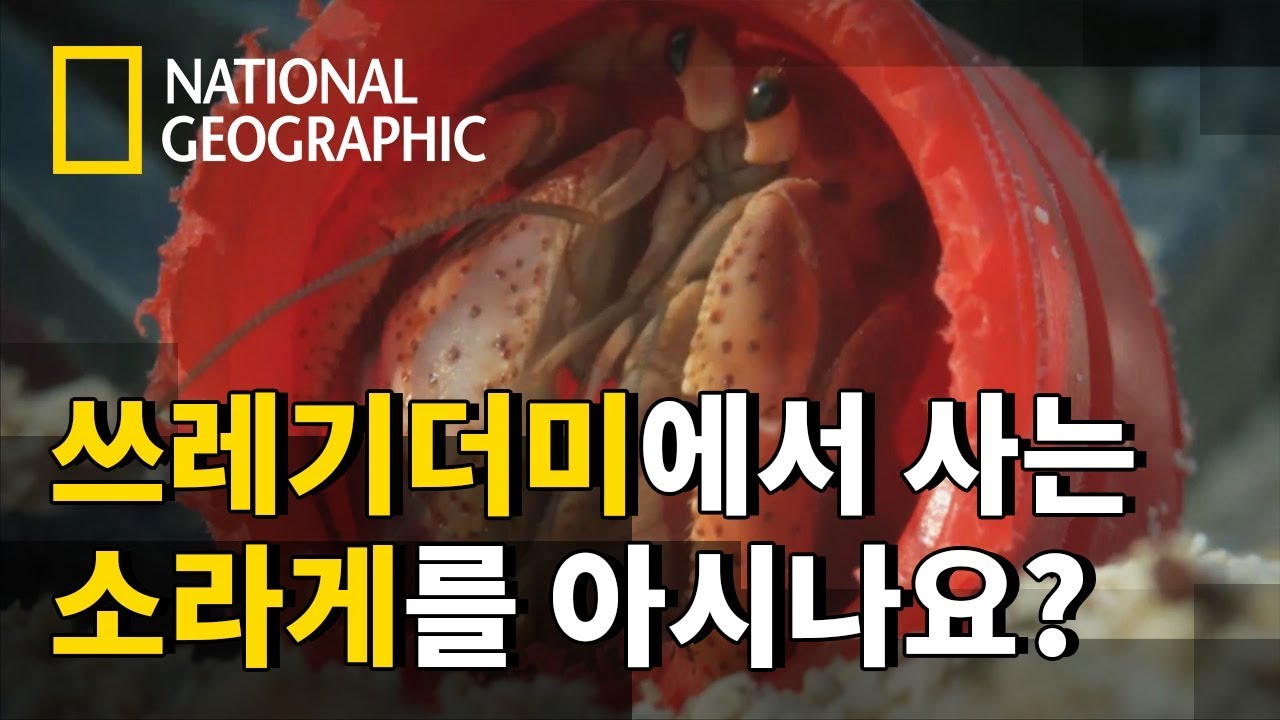 ⁣'플라스틱'을 새로운 집으로 삼는 소라게 [원 스트레인지 락 - 마지막회]