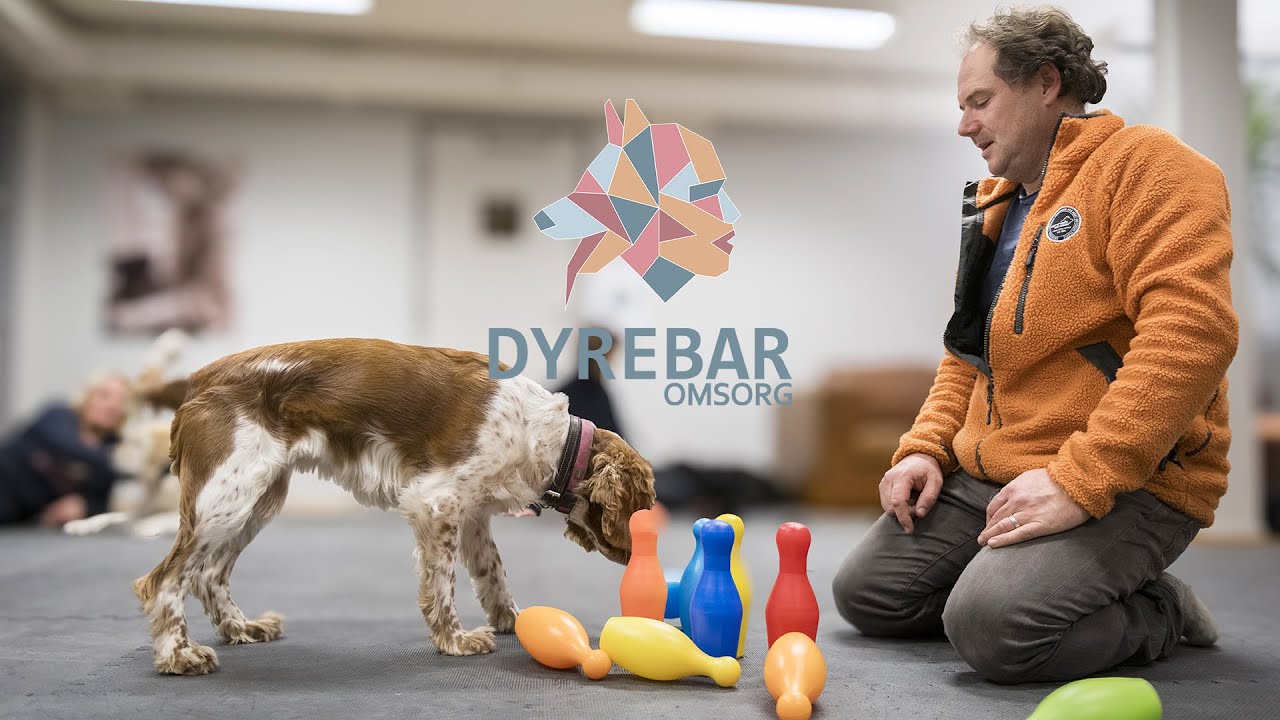 Praktisk kurs for skolehund, terapihund og besøkshund