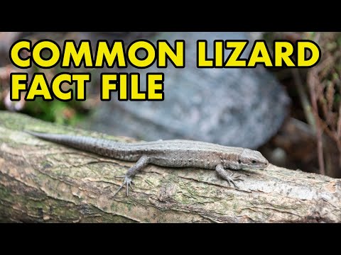 Video: Common lizard as a pet