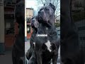 Are Cane Corsos The Best Family Dogs?