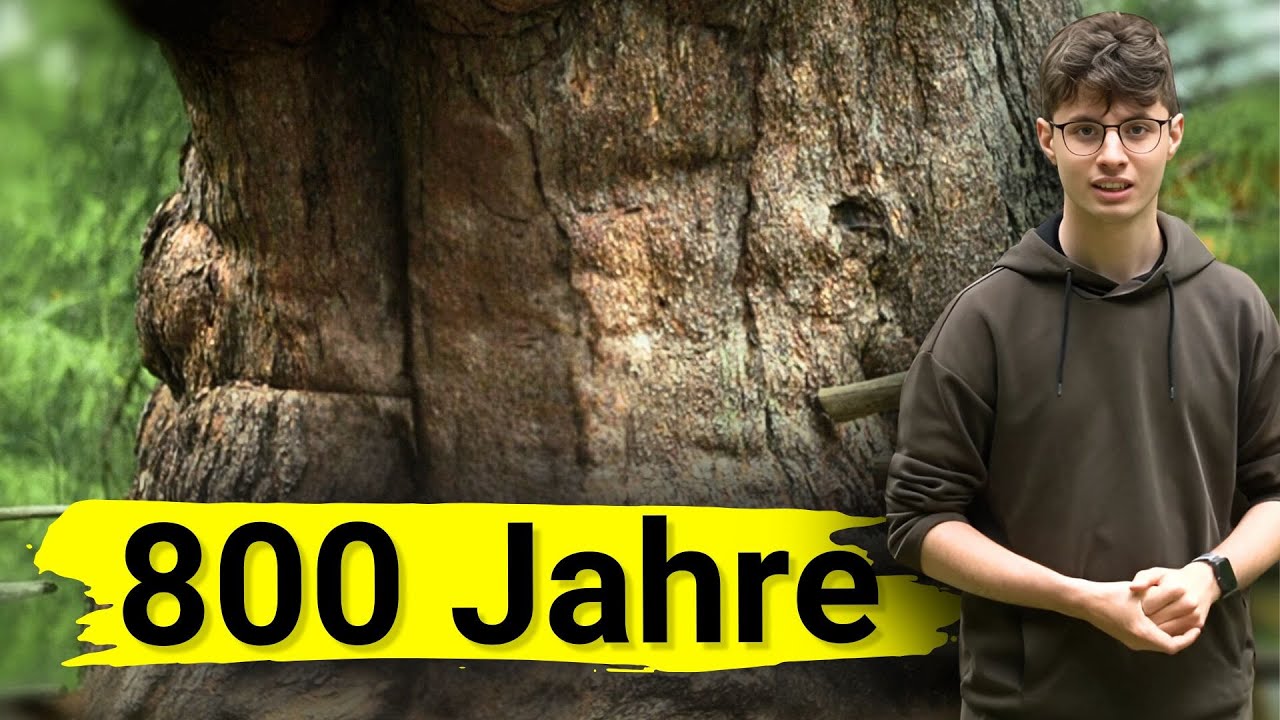 Europas älteste Lärche