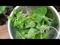 Зеленый салат из того, что есть на огороде ранней весной/GreenSalad