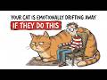 Your Cat Is Emotionally Drifting Away If They Do This | Feline Secrets