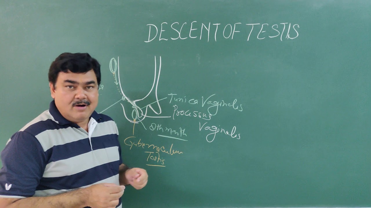 Descent of testis by Dr A K Singh