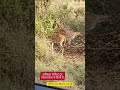 sariaka forest#tiger reserve#rajasthan