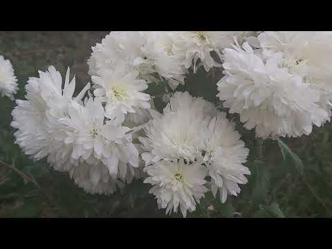 Video: Wie Kann Man Chrysanthemen Vermehren? Vermehrung Und Bewurzelung Von Chrysanthemen Zu Hause. Wie Platzieren Sie Sie?