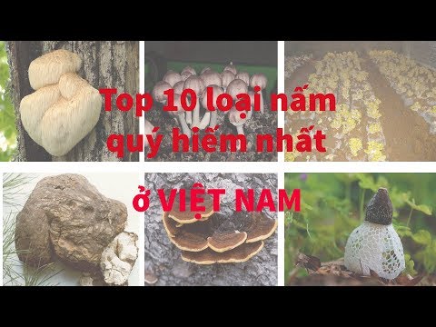 Video: Những Loại Nấm đắt Nhất Trên Thế Giới Và Giá Bao Nhiêu?