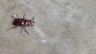 This bug looks dangerous 