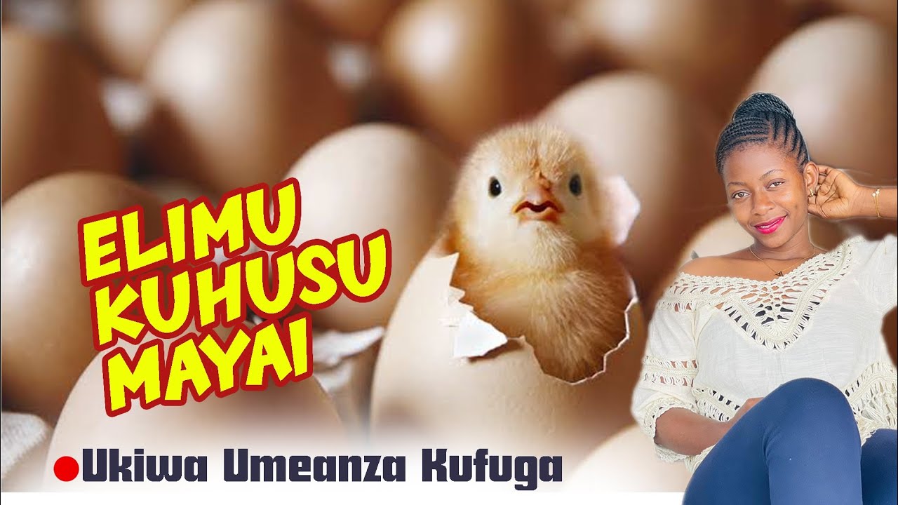 FAHAMU JINSI YA KUWAFANYA KUKU WAKO WATOTOE VIFARANGA WENGI KWA ELIMU YA MAYAI