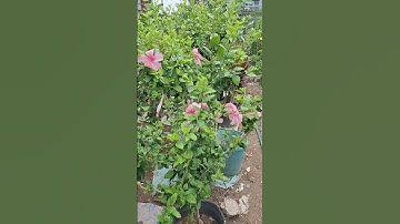 Bán cây dâm bụt trắng, dâm bụt hồng cánh đơn các kích cỡ 0977973535