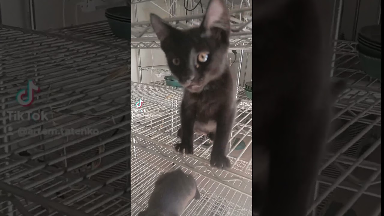 Polydactyl Kitty Cat Kitten With The High Five  For Daddy!