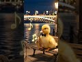 A duckling with a saxophone on the embankment 🎷