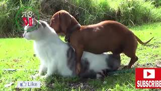 Relationship & Animal Mating | Animals mating different animals mating 2020
