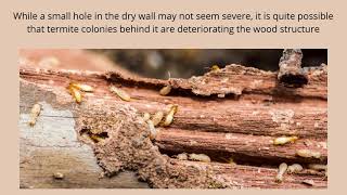 Lake Forest Termite Control - Signs of Termite Activity