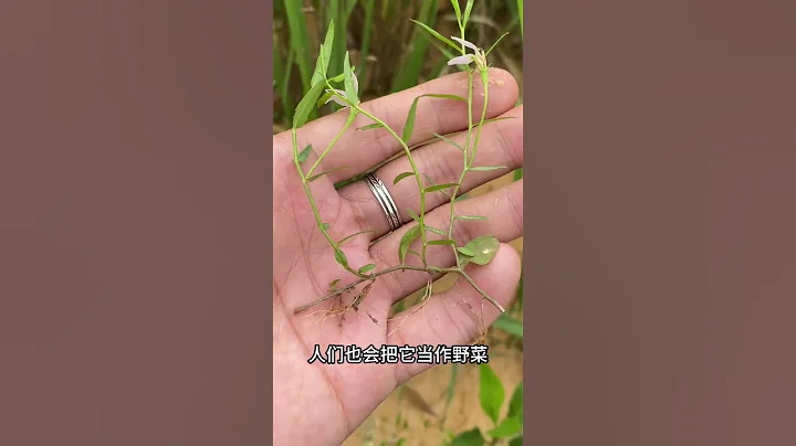 半邊蓮，你知道它的價值嗎？ - 天天要聞