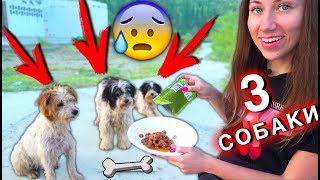 NOW THERE THREE DOGS on the Abandoned Spirit Island. Save from Hunger | Elli di pets
