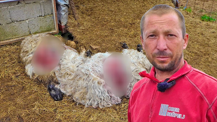 Medvjed upao u tor i napravio pokolj, selo u strahu i šoku
