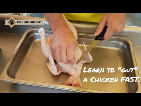 Chicken Evisceration Tutorial (30 second method) #chicken #butchering #pasturedpoultry