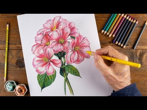 How to Draw Flowers with Colored Pencils for Beginners - YouTube