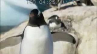 Penguins Score Wmm.wmv