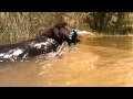 Flat coated retriever puppy swims: underwater video