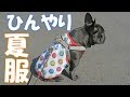 夏の犬用お洋服　熱中症対策ひんやり素材ファッション着てみた