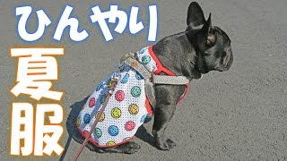 夏の犬用お洋服　熱中症対策ひんやり素材ファッション着てみた