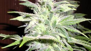Grow#2 ep16