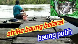 mancing baung di jamban#strike nya bertubi tubi#kotawaringin#kalteng#