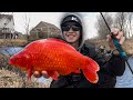Catching monster wild goldfish in the middle of a neighborhood