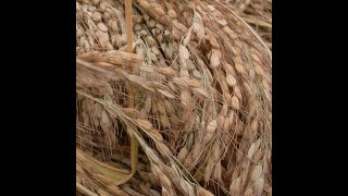 Growing Rice in Short Seasons